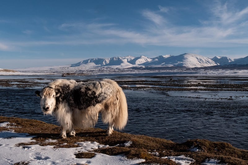 Tavan Bogd